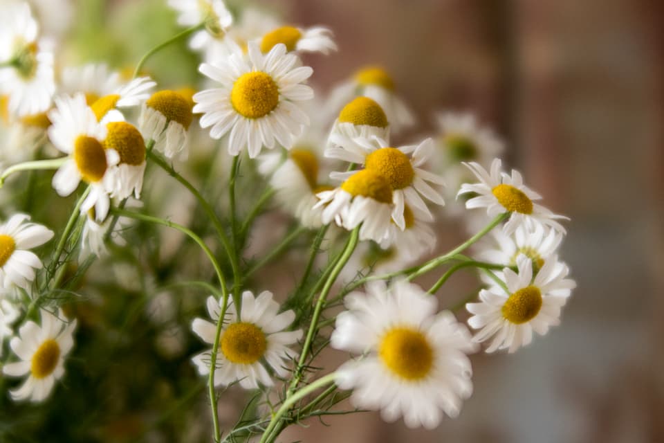 Daisies in a jar